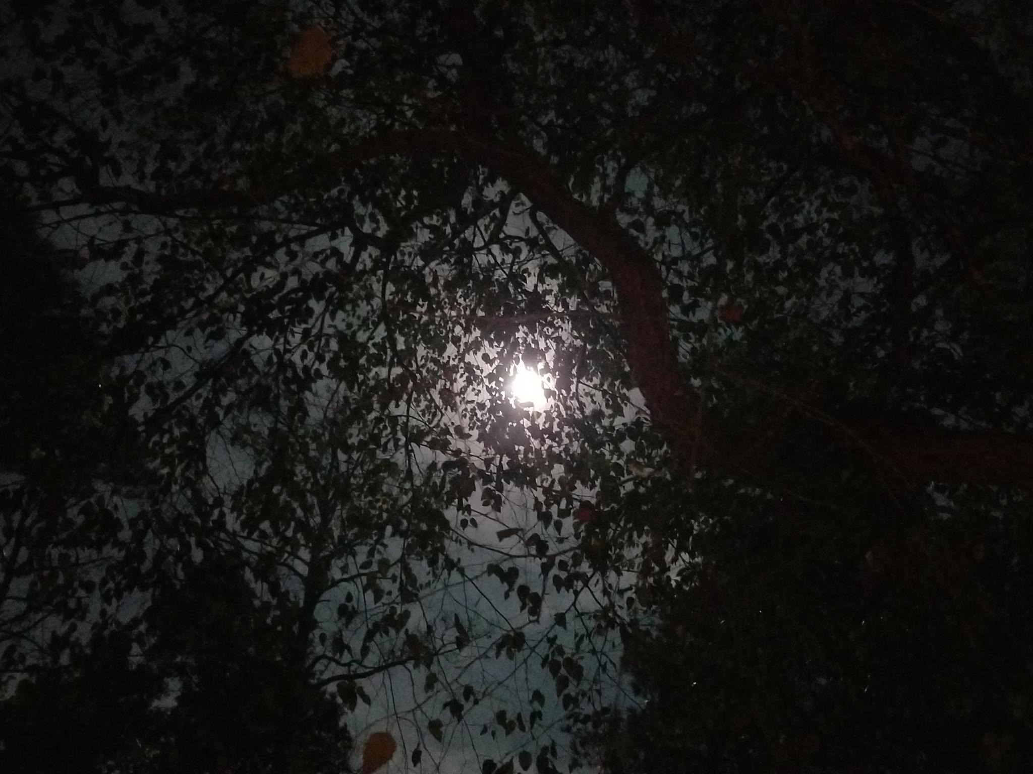 A full moon as seen from the ground through overhanging branches and leaves.