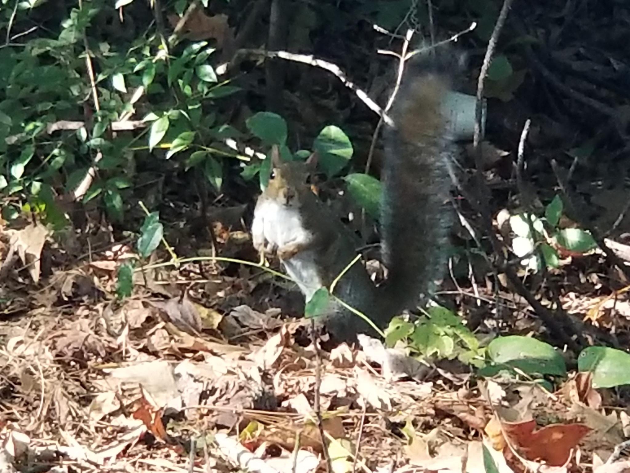 A squirrel on the ground among leaves, perched up looking into the camera.
