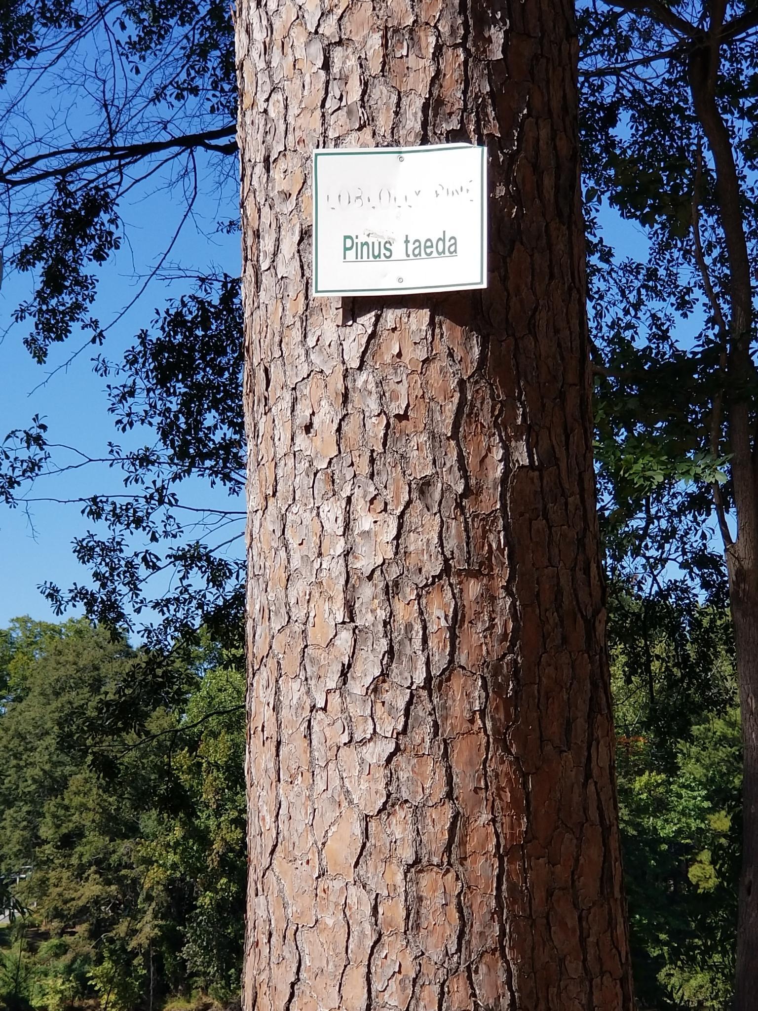A pine tree beaing a sign that identifies its species by the Latin name 'Pinus taeda'.