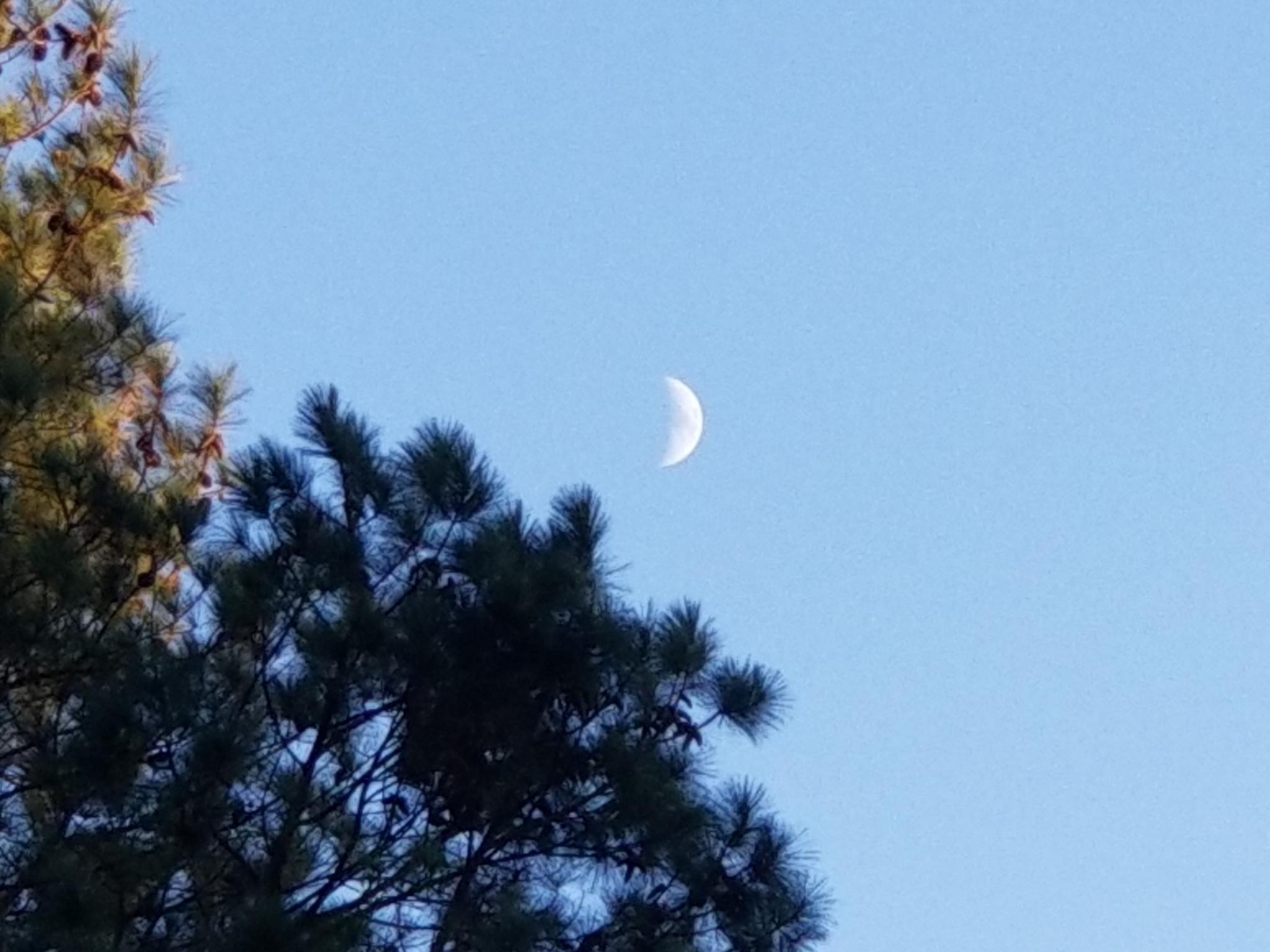 A crescent moon seen against a clear afternoon sky behind and to the upper-right of the top of a pine-tree.