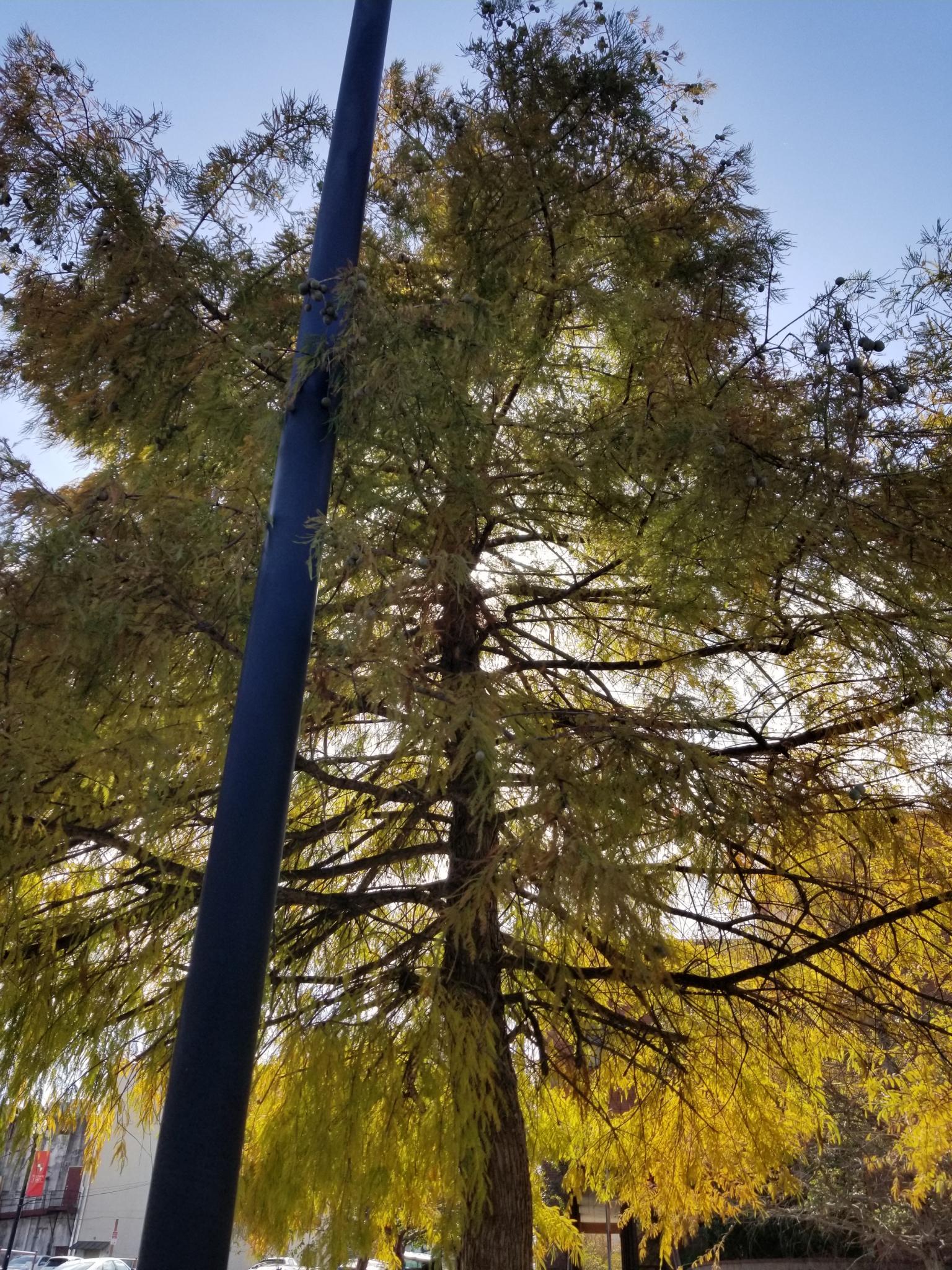 An evergreen tree which catches and is illuminated by sunlight. Also visible are a light pole before it and city buildings behind.
