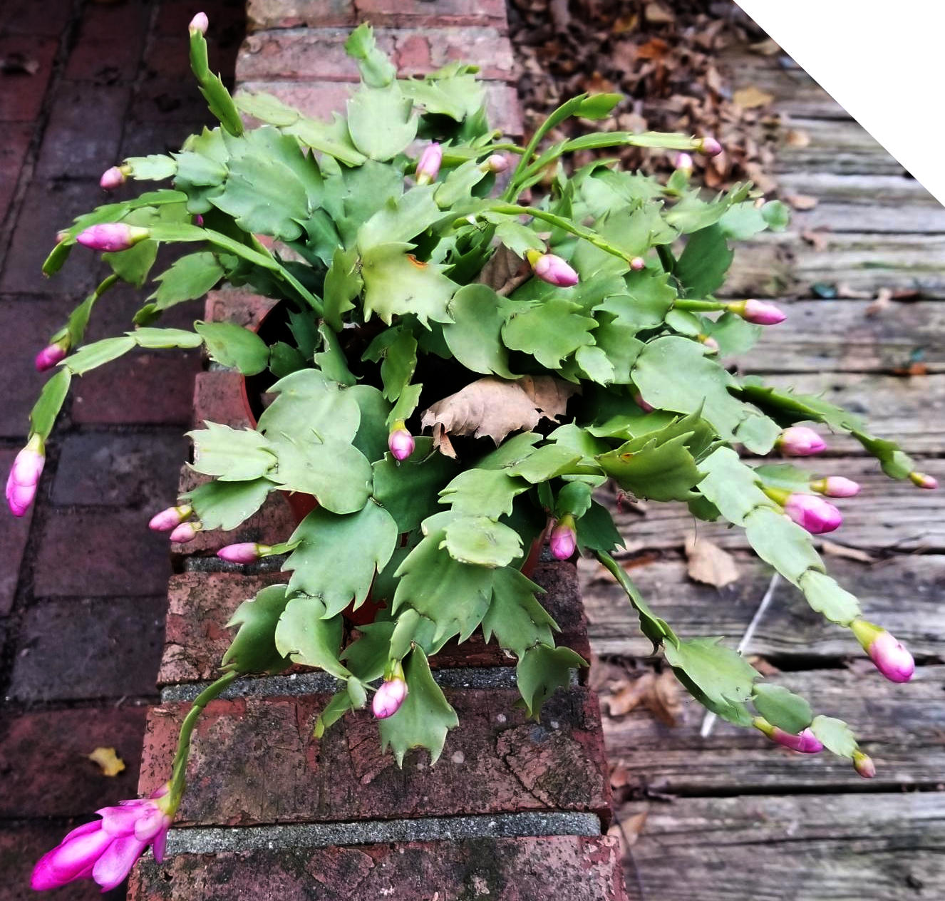 A Christmas cactus, in pot, just beginning to bloom, on top of a short brick wall, with deck boards visible behind.