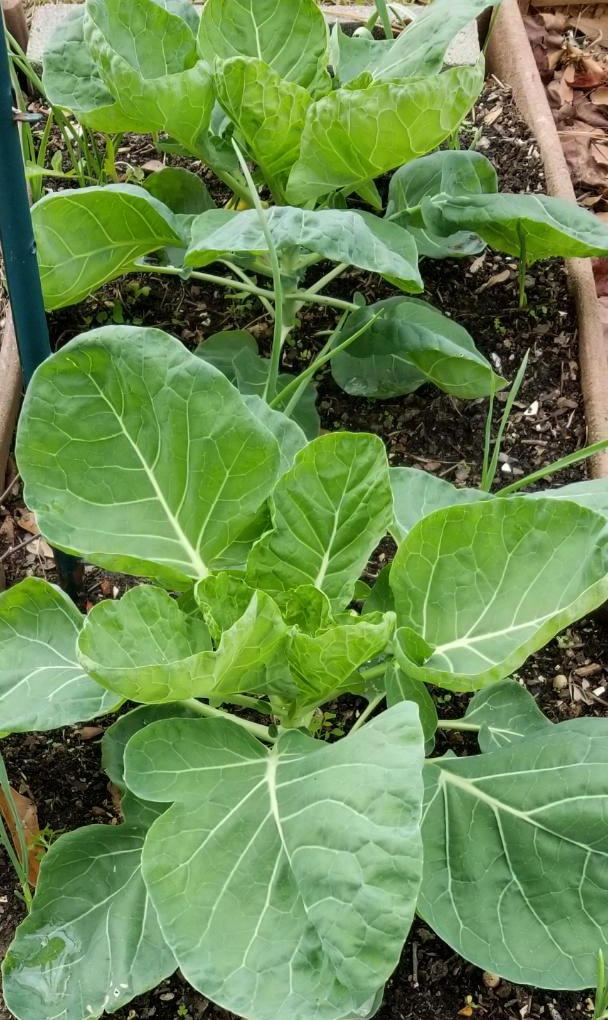 Two immature but health brussels sprouts plants.