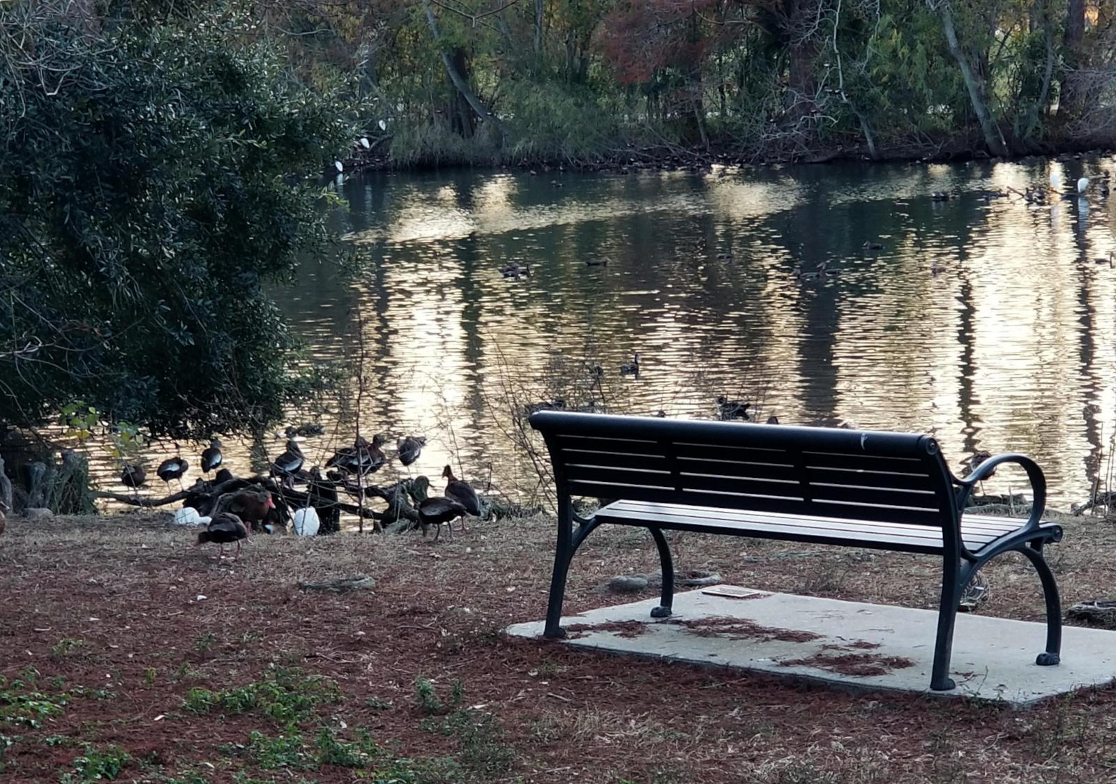 A park bench by a lake. Ducks are seen to the left.