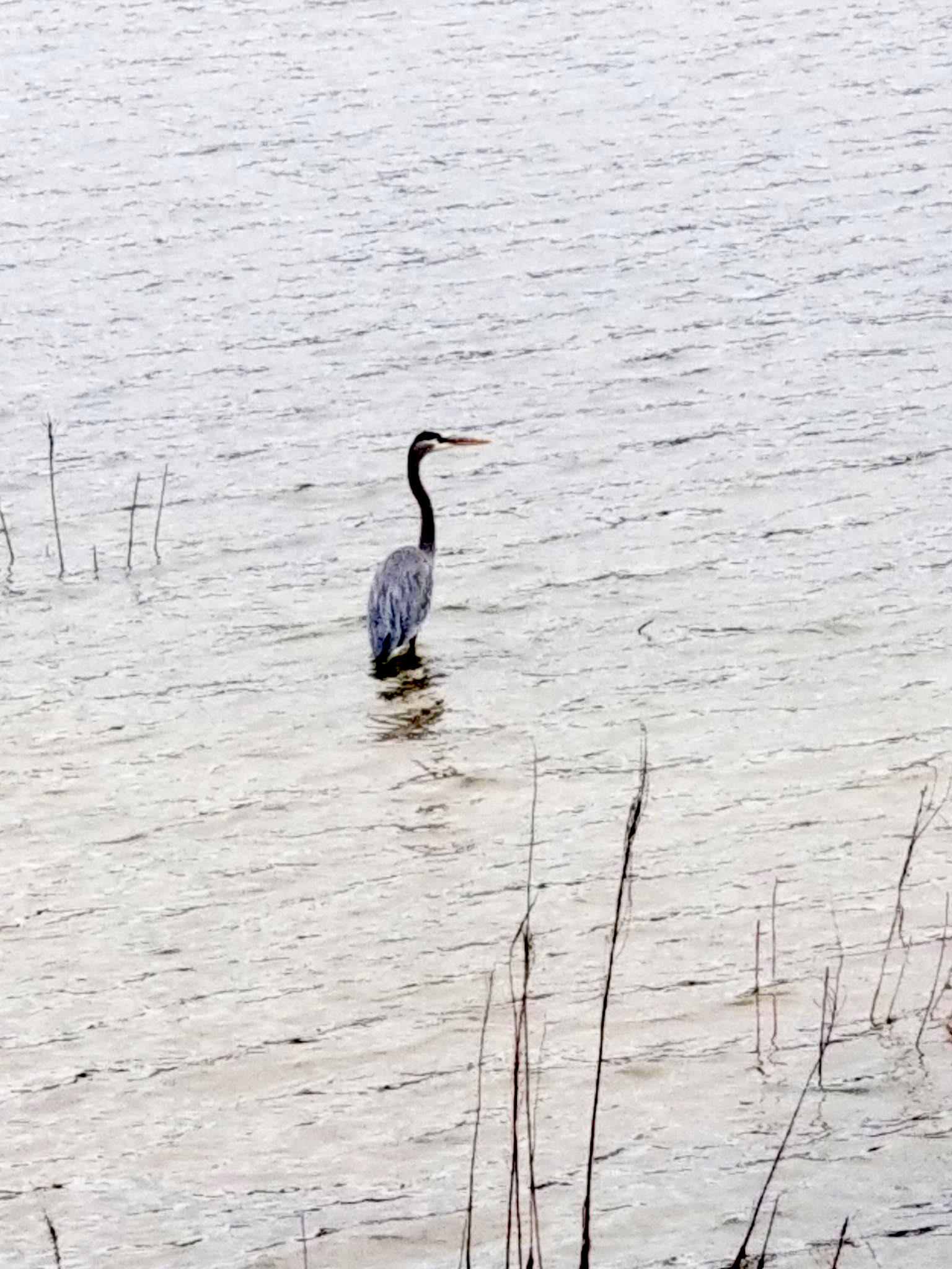 A heron standing in a shallows of a lake.