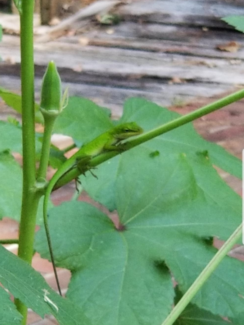 A ‘chameleon’ lizard (green anole) rests on a leaf of an okra plant, seeming to guard the immature okra pod behind it.
