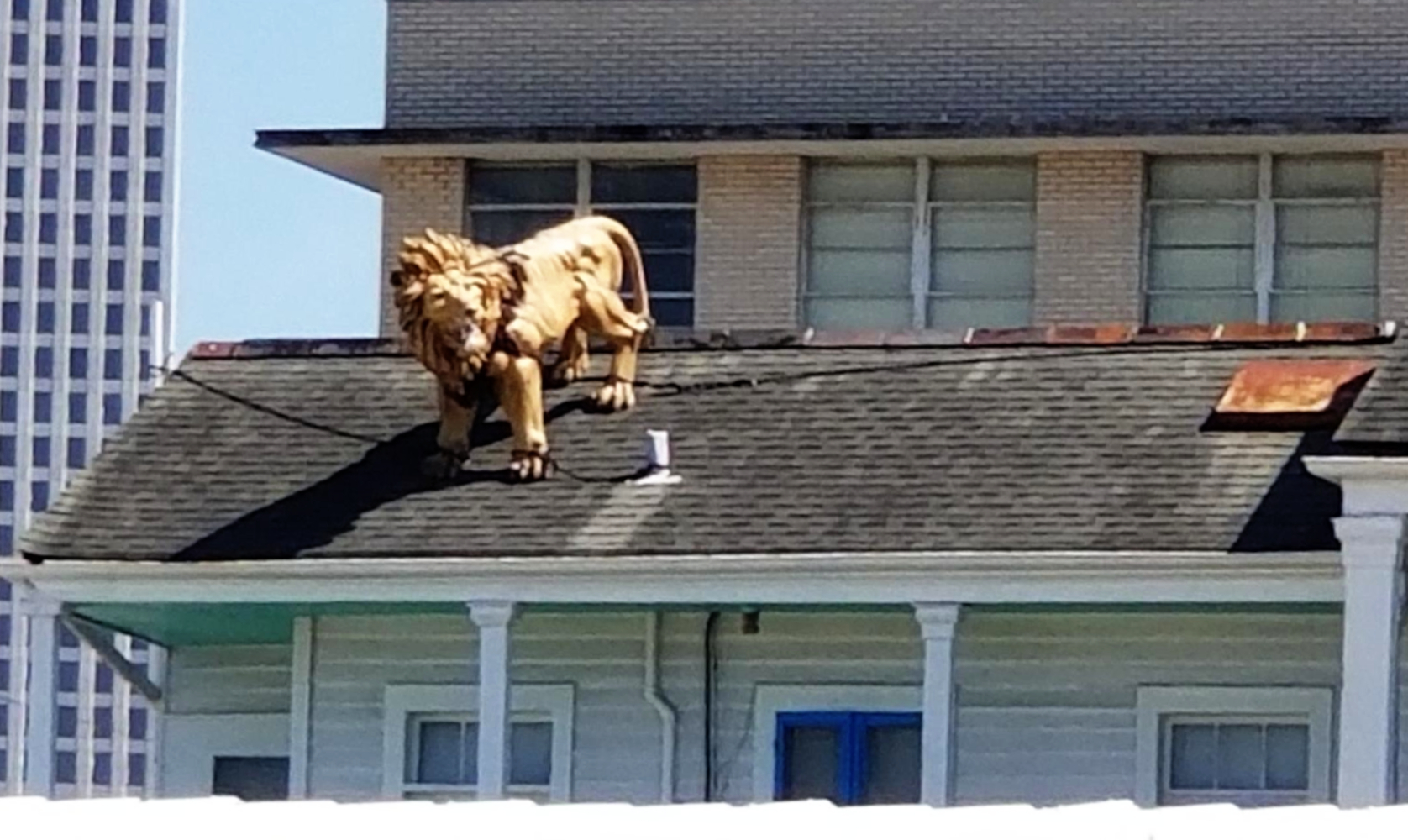 A gold lion sculpture atop a residential roof overlooking the Buddhist Center.