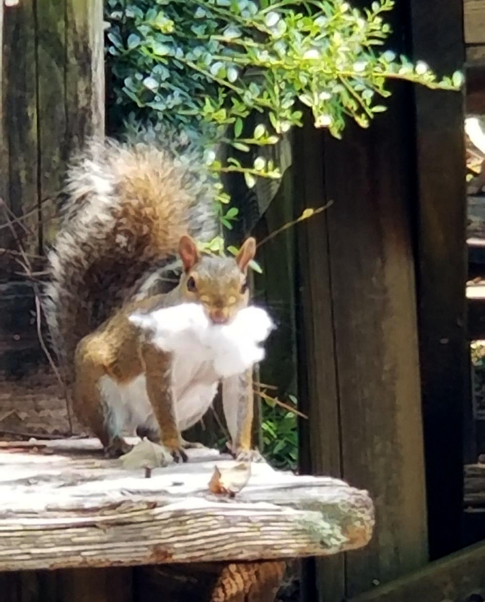 A squirrel faces the camera from a wooden bench whil carrying a wad of cotton in its mouth that gives the appearance of an imposing beard.