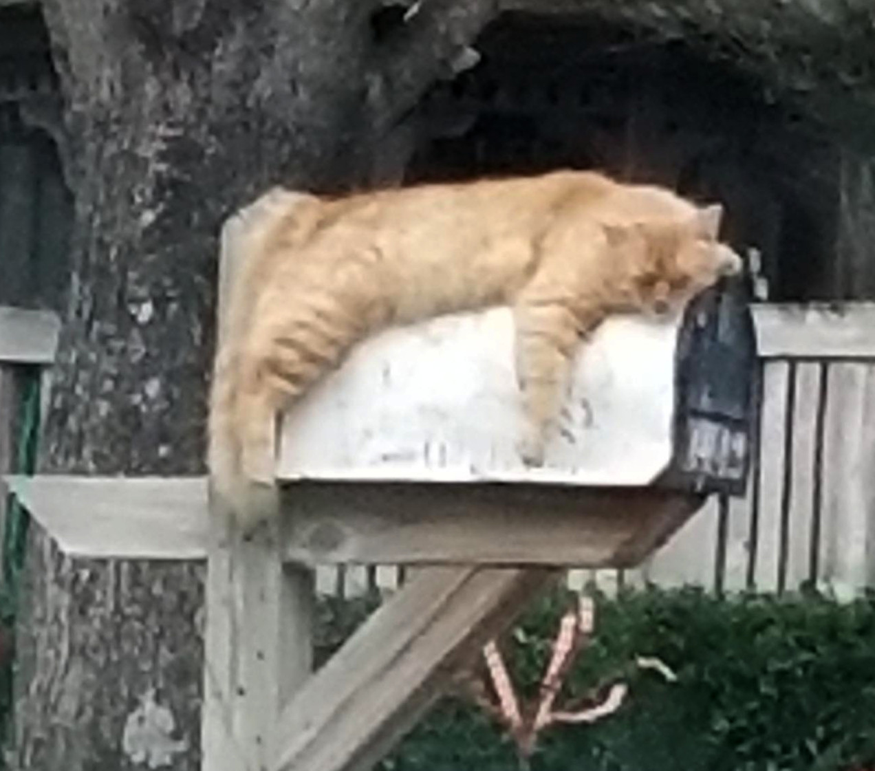 An orange tabby long-haired cat lies prone across the top of a mailbox