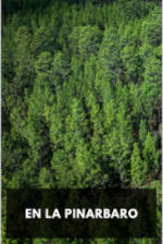 Cover: Pine forest.