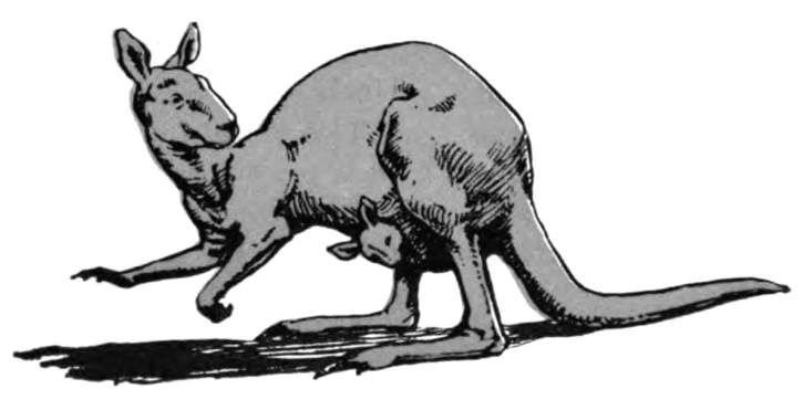 A kangaroo and joey.