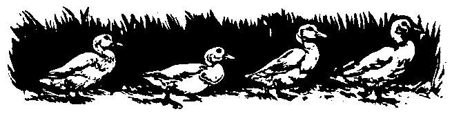 Ducks walk before grass.