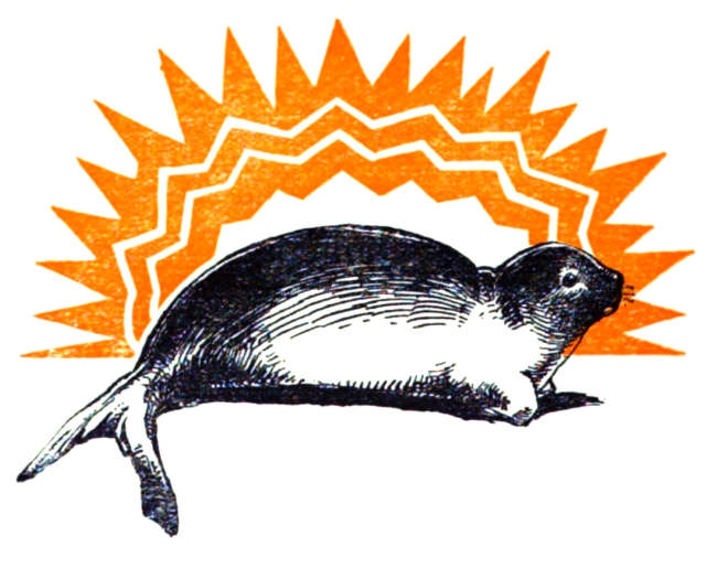 A seal at sunrise.