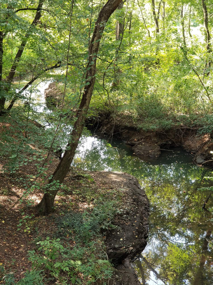 Rivereto proksimume kvar futojn larĝa formas larĝan S-formon tra arbaro.