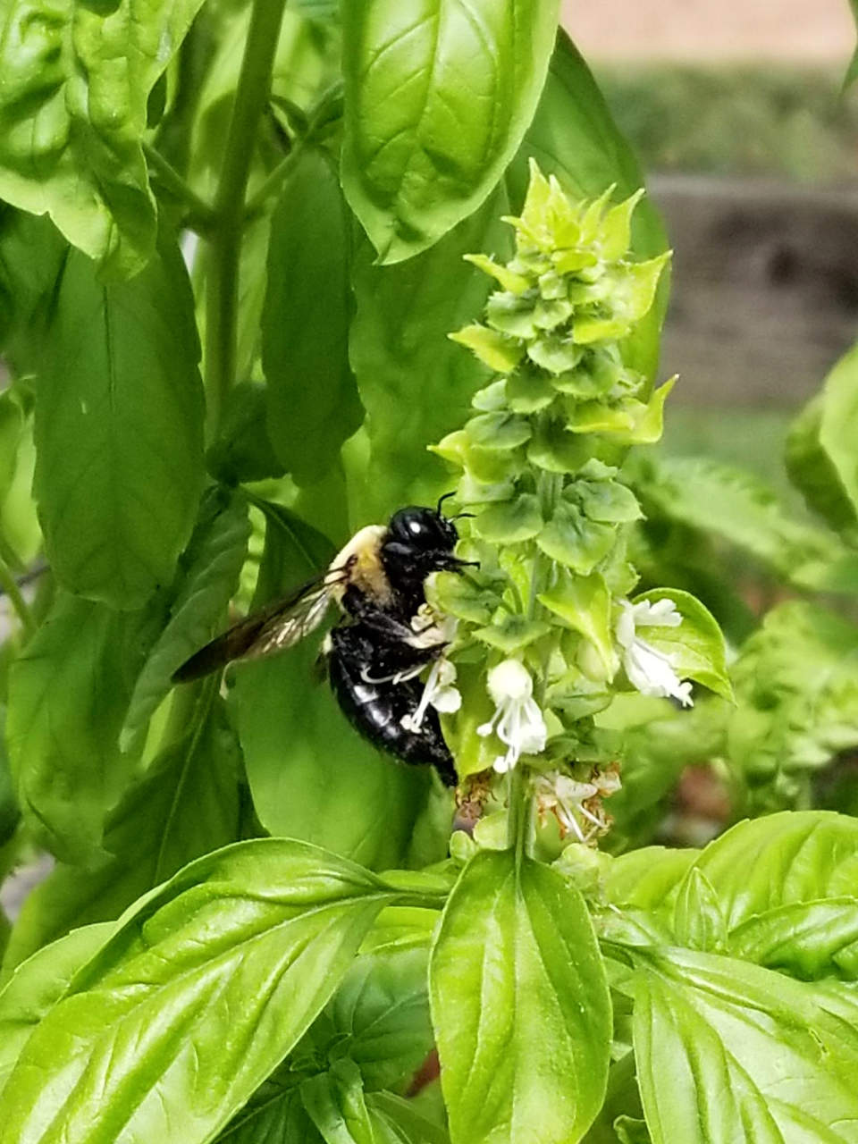 A bee walks over a flower pod, which is only just beginning to bloom.