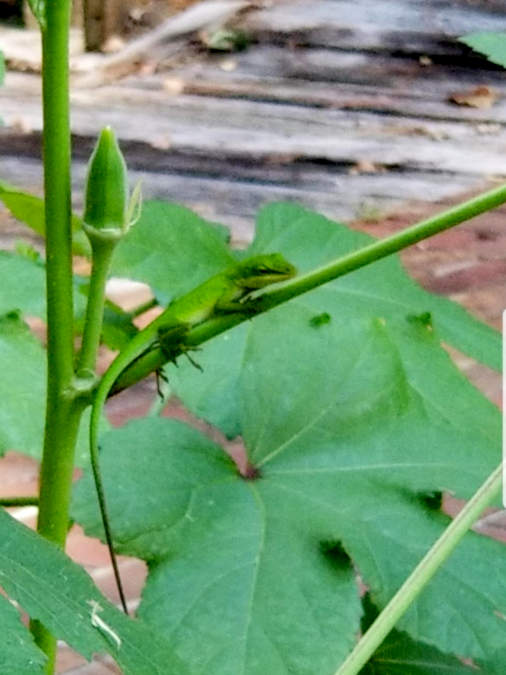 Verda anolo ripozas sur gomboplanto ŝajne gardi la gombofrukton.