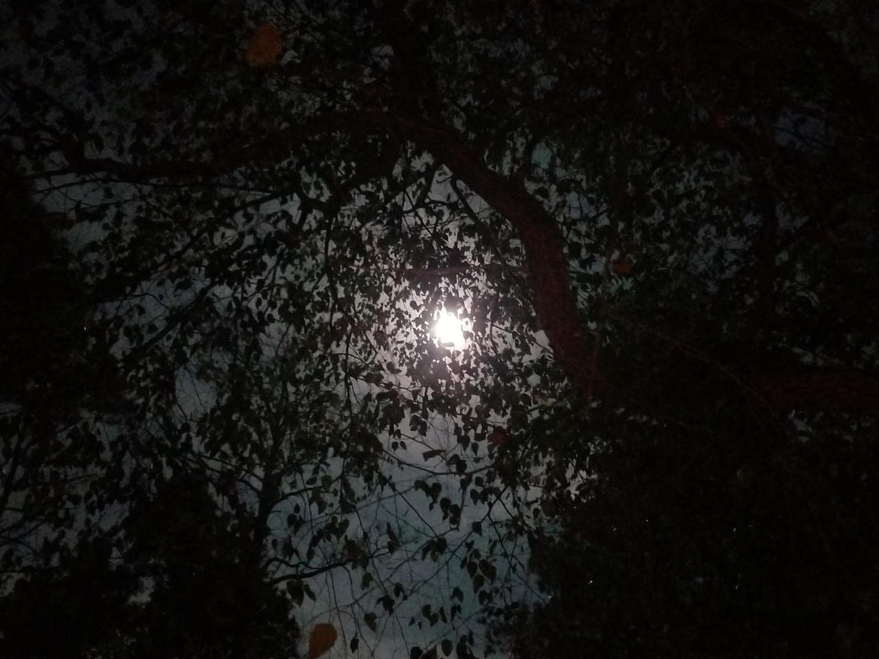 A full moon as seen from the ground through overhanging branches and leaves.