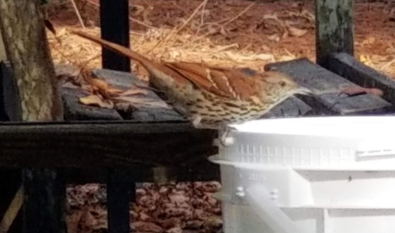 Brown bird is perched on the edge of a white bucket.