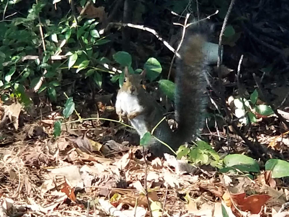 Squirrel on the ground among leaves, sitting up looking into the camera.