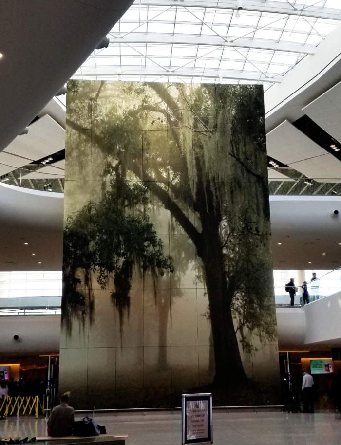 Tall picture, fog surrounds oak trees which hang with Spanish moss.
