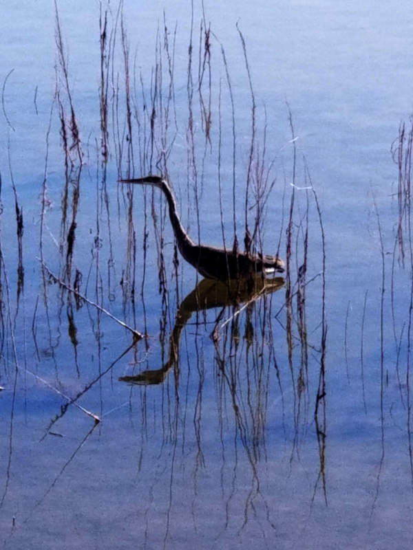 A waterfowl, in profile, facing left, walks among the grasses, through the shallows of a lake creates a double image.