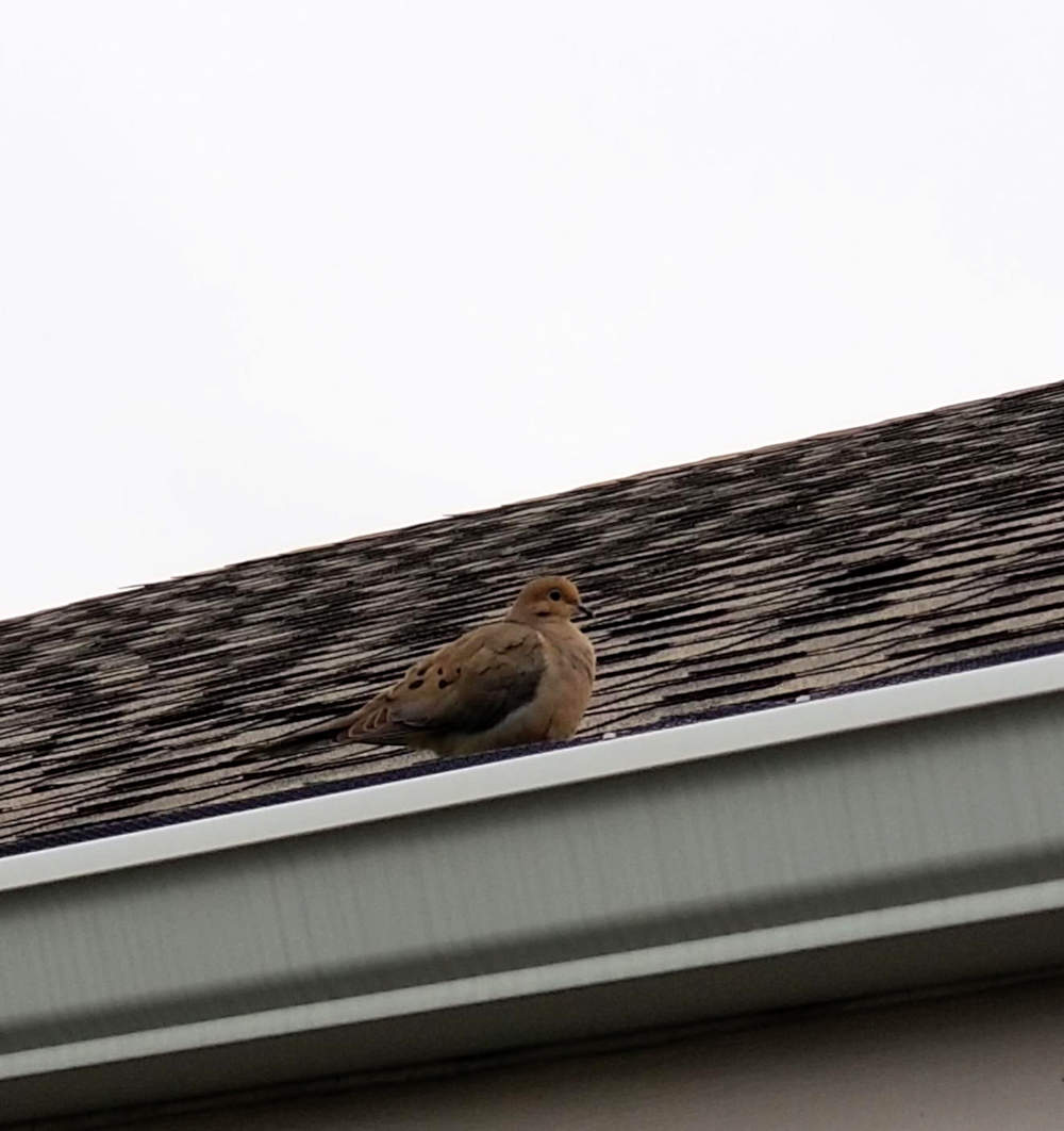 Mourning dove on a roof gutter.