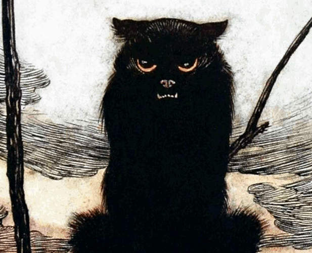 Scowling black cat.