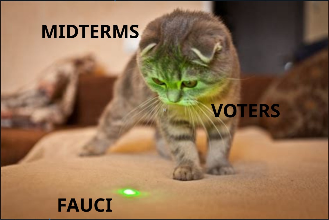 In a scene labeled "midterms", a cat labeled "voters" stares a green laser-pointer dot labeled "Fauci".