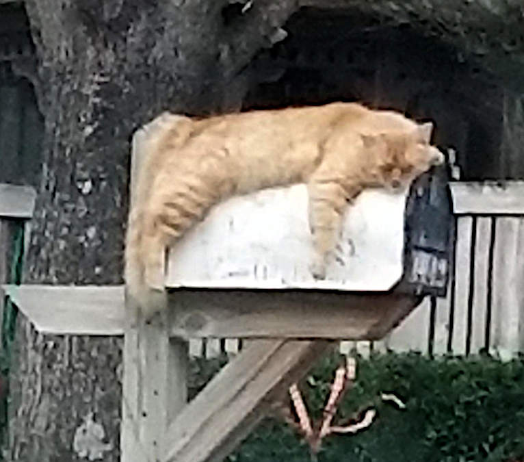 An orange cat lies across the top of a mailbox.