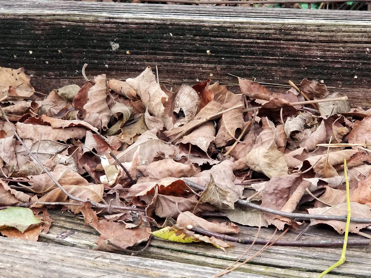 Brown fallen leaves visible against rough boards.