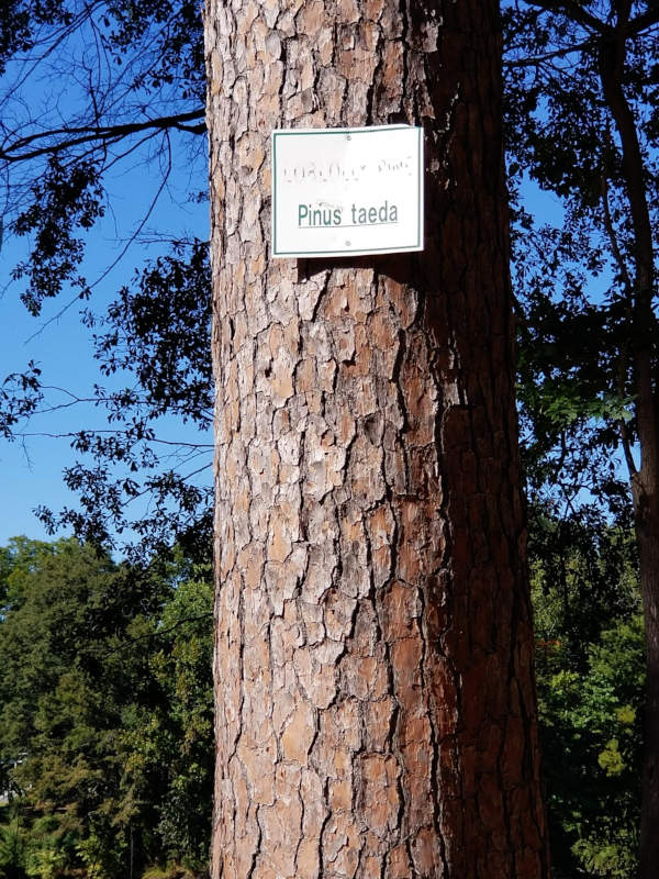 A pine tree bearing a sign that identifies its species by the Latin name 'Pinus taeda'.