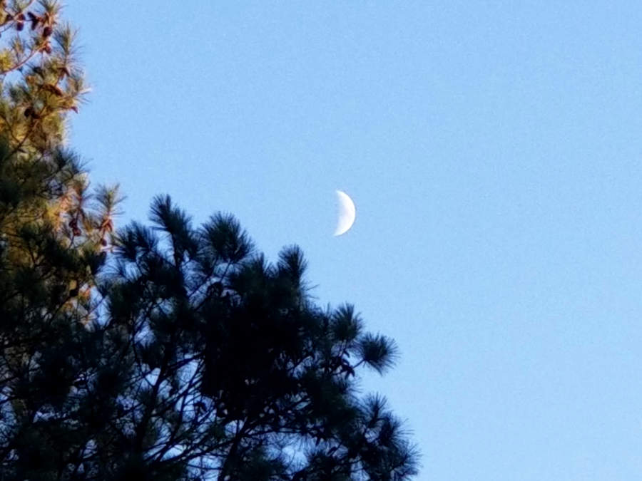 A crescent moon seen against a clear afternoon sky above a pine-tree.