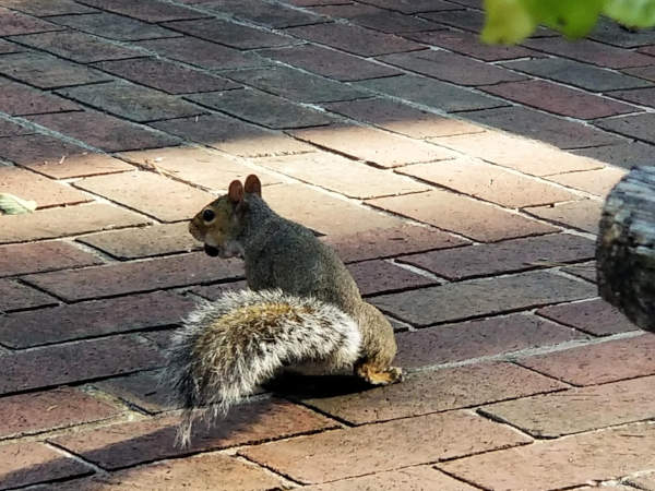 A squirrel on a brick patio carrying an acorn in its mouth.