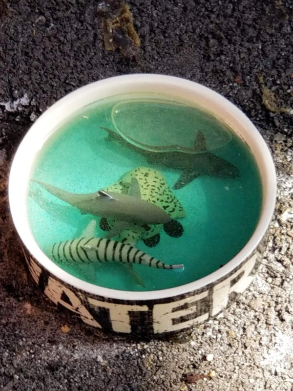 A sculpture made from an pet-bowl marked for water, in which circling sharks appear to swim.