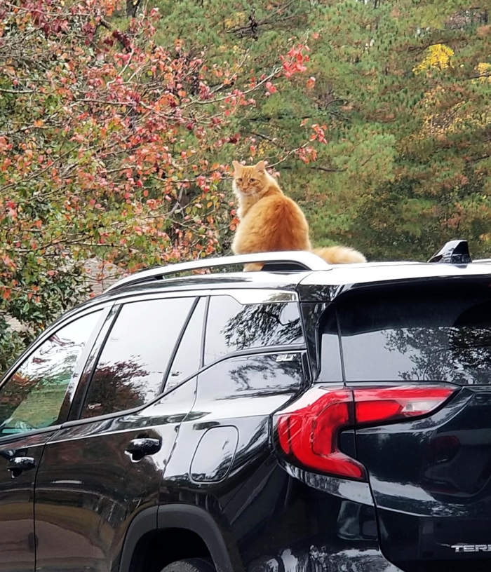 An orange cat faces the camera from atop  a dark blue vehicle.