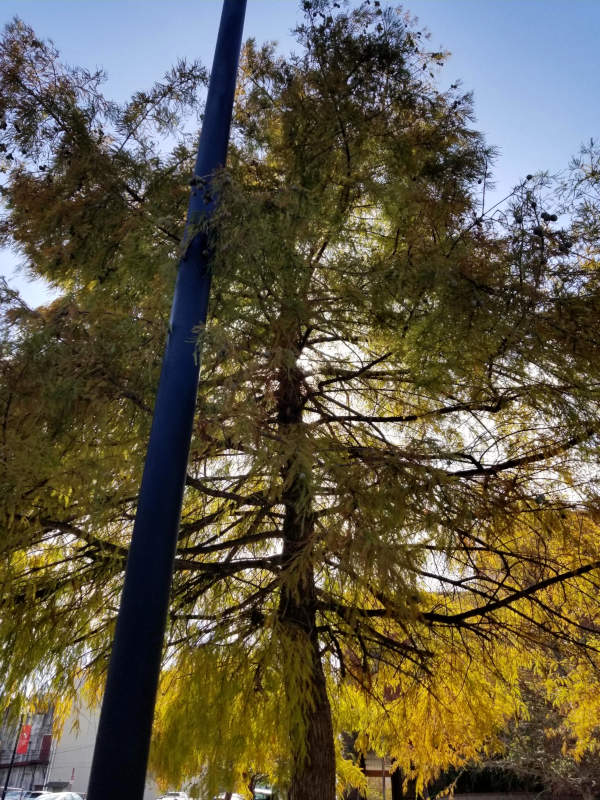 An evergreen tree which catches and is illuminated by sunlight.