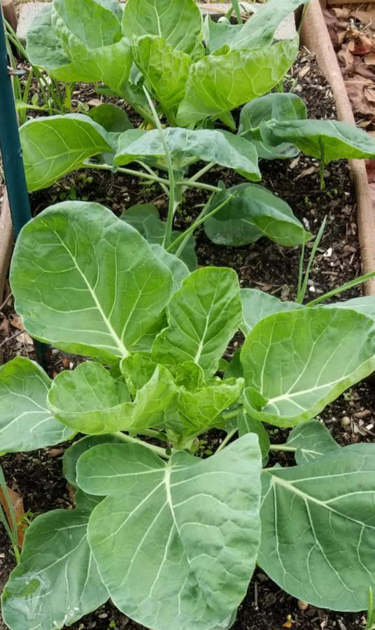 Two young  brussels sprouts plants.