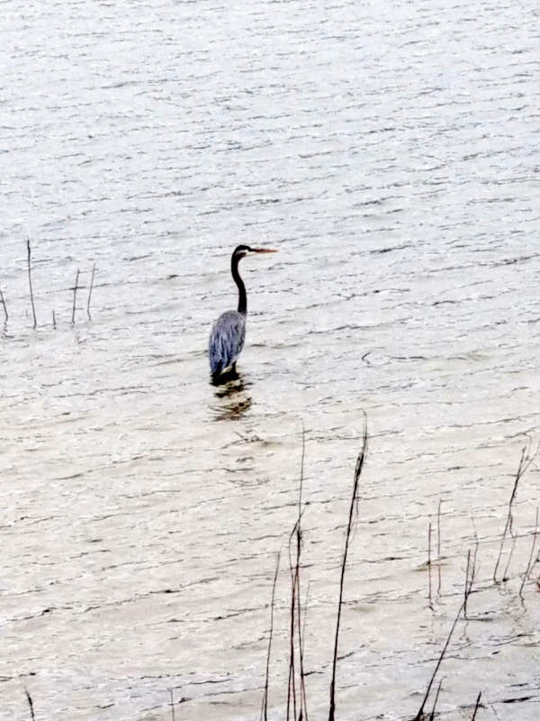 A heron standing in a shallows of a lake.